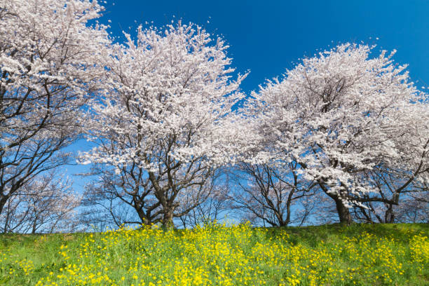 春の桜の木