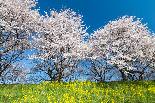 cheery blossoms and canola flowers on a beautiful day