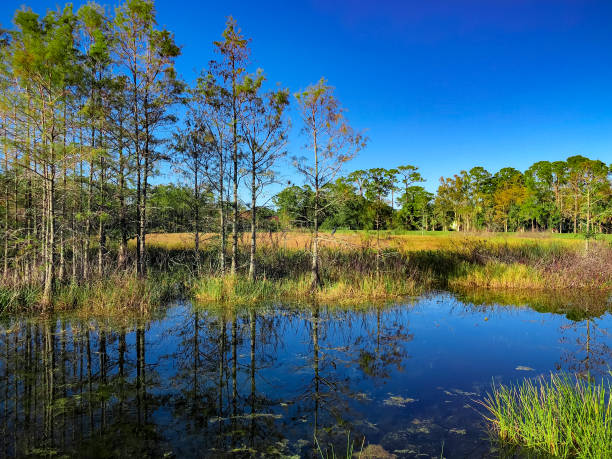 autumn swamp landscape stock photo
