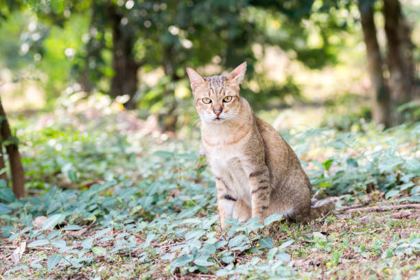 istock cat sitting on the ground and staring at something 894087716