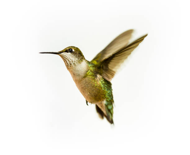 rubi tico papo-hummingbird. - ruby throated hummingbird - fotografias e filmes do acervo