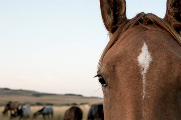 Horses in rural southern Alberta