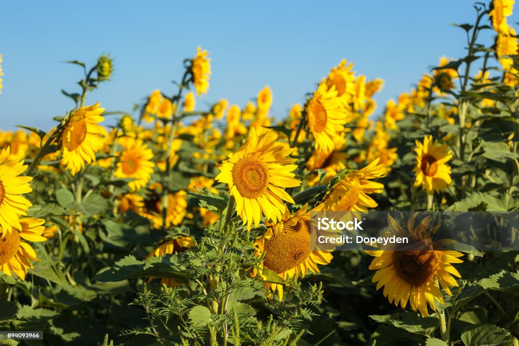 Sunflowers. - Foto de stock de Agricultura libre de derechos Sunflowers. - Foto de stock de Agricultura libre de derechos