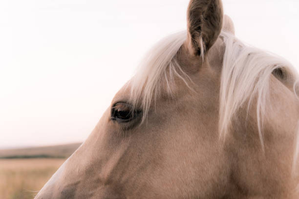 istock Horses in rural southern Alberta 894094036