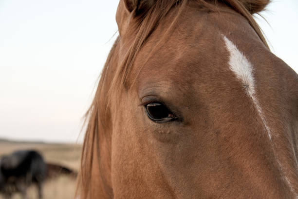 istock Horses in rural southern Alberta 894094234