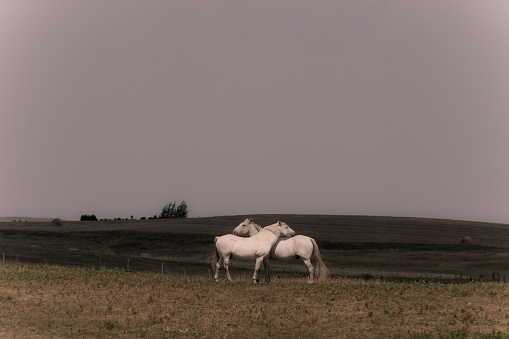 Two white horses hug, standing in a field in rural Alberta.
