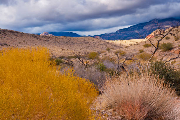 istock Desert landscape with  rainy  clouds in  Nevada, USA. 894100604