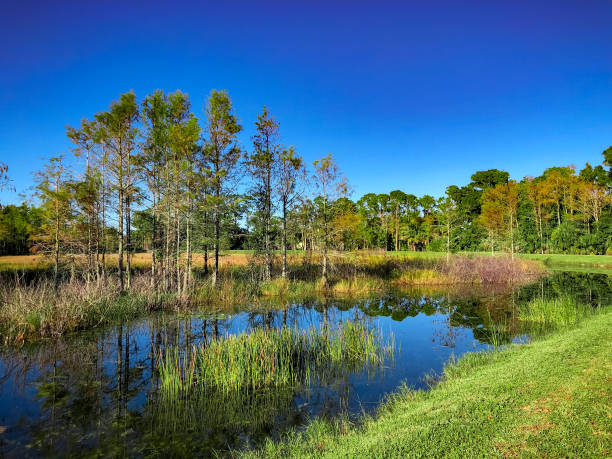 istock Florida swamp scenic 894101542