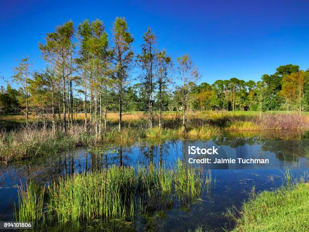 Louisiana Marsh Pond Stock Photo - Download Image Now - Louisiana, Swamp, Coastline