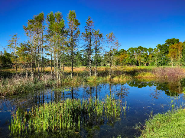 луизиана ма�рш пруд - riverbank marsh water pond стоковые фото и изображения