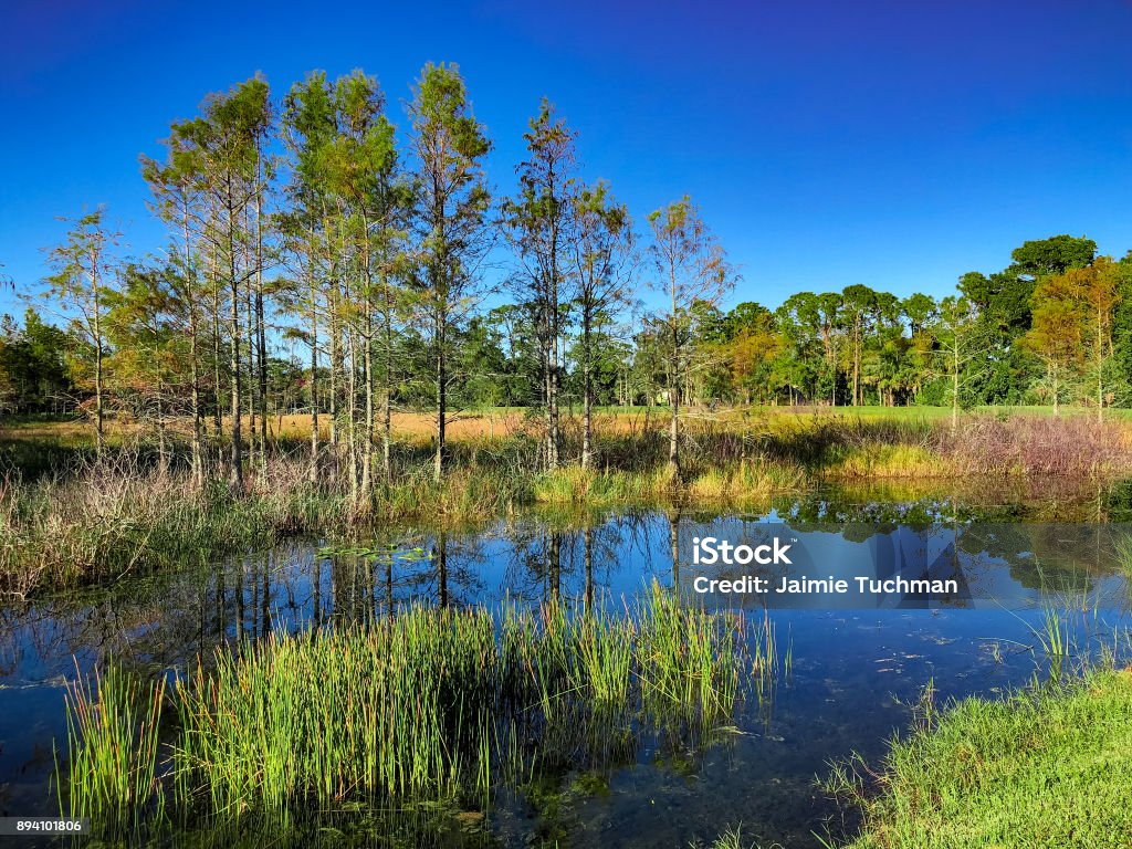 Louisiana Marsh gölet - Royalty-free Ağaçlı Bataklık Stok görsel