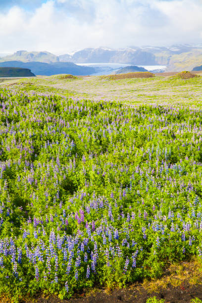 istock Vatnajokull national park iceland 894116744