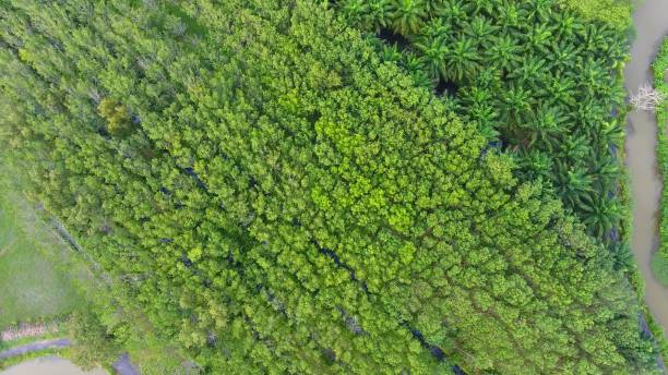 istock Panoramic view nature Landscape of a green field with rice 894119978