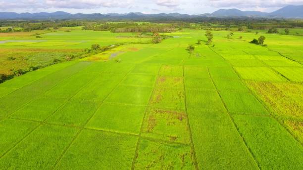 istock Panoramic view nature Landscape of a green field with rice 894119986