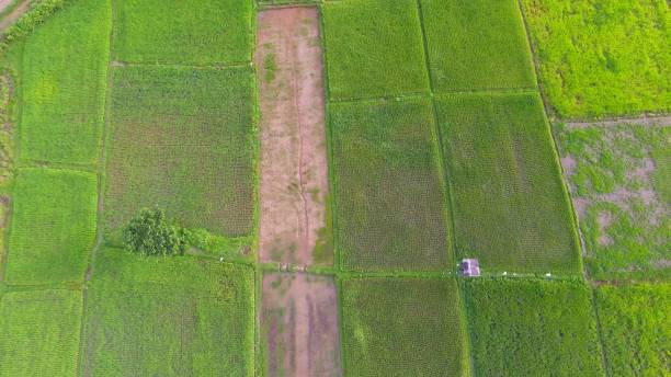 istock Panoramic view nature Landscape of a green field with rice 894120014