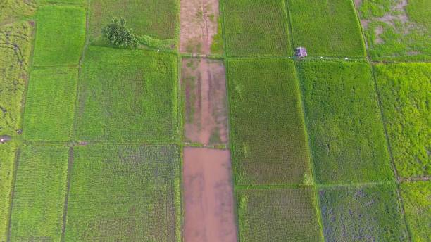 istock Panoramic view nature Landscape of a green field with rice 894120032