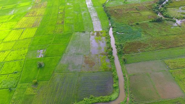 istock Panoramic view nature Landscape of a green field with rice 894122192