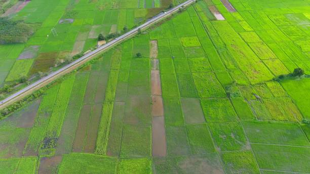 istock Panoramic view nature Landscape of a green field with rice 894122392
