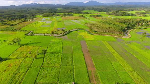 istock Panoramic view nature Landscape of a green field with rice 894122432