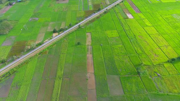 istock Panoramic view nature Landscape of a green field with rice 894122434