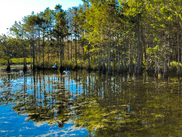 birds in the swamps