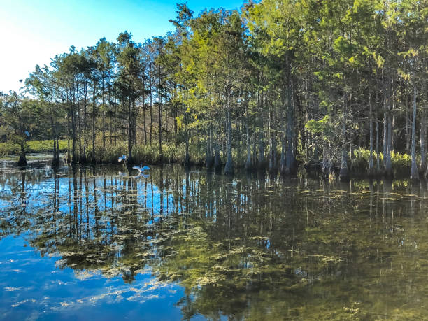 istock Louisiana swamp bird 894128776