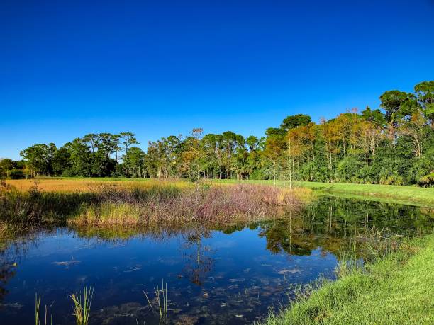istock autumn swamp landscape 894135014