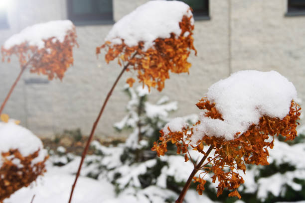 istock First Snow in Winter landscape and covered with early snowflake 894135234