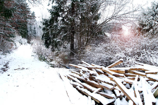 First Snow in Winter landscape and covered with early snowflake, Beautiful white scenery powder on top of forest, trees, branches and mountain in December, make color difference pattern