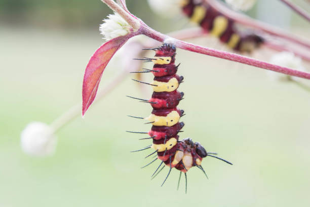 istock Worm on stick of flower 894143816
