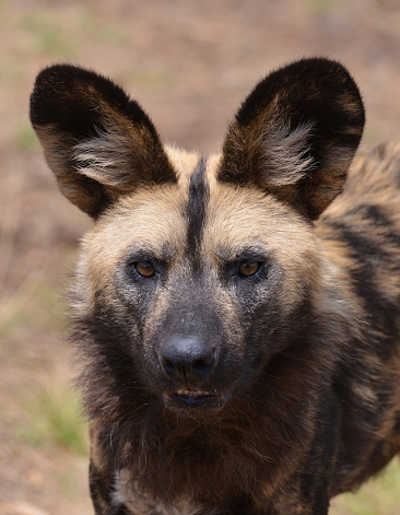 Male African wild dog (known also as African hunting dog, African painted dog or painted wolf) is endangered species native to Sub-Saharan Africa. Portrait taken in South Africa.