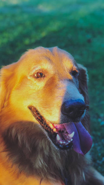 istock golden retriever dog with sunset background . 894150462
