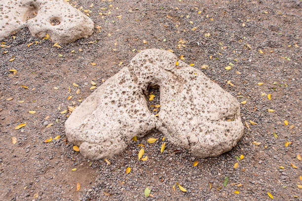 istock Heart shaped stones in Tabgha 894152956