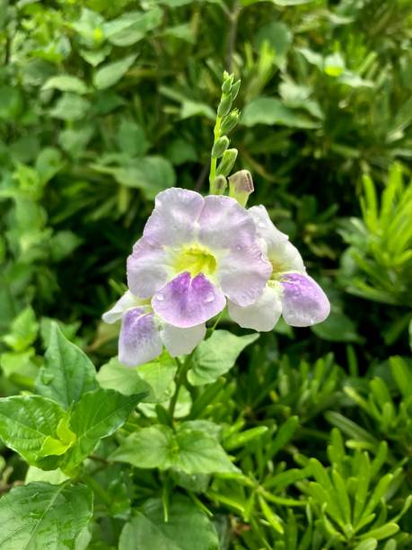istock Violet flower in the garden 894153508