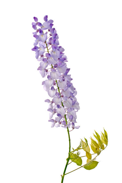 istock Wisteria flowers 894155930