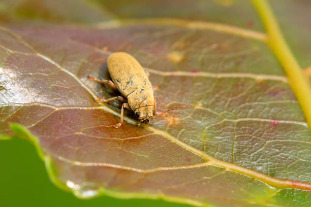 istock leaf beetle on plant in the wild 894162754
