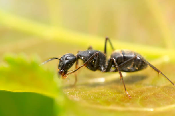 istock Camponotus japonicus on plant in the wild 894162886