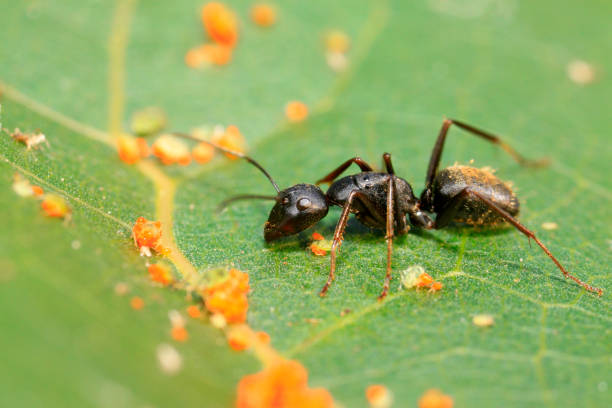 istock Camponotus japonicus on plant in the wild 894162914