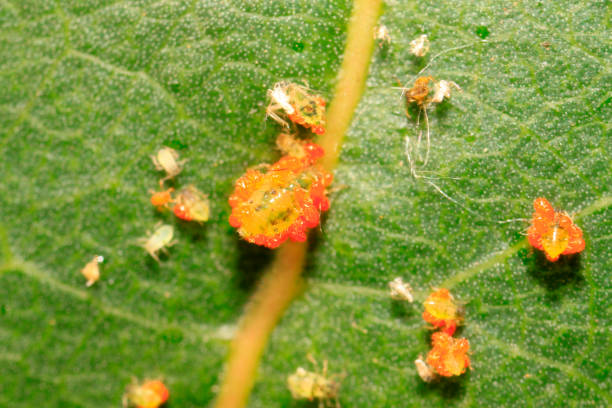 istock Tetranychus cinnabarinus on plant in the wild 894165052