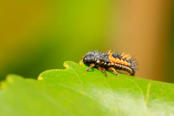 istock Harmonia axyridis on plant in the wild 894165196