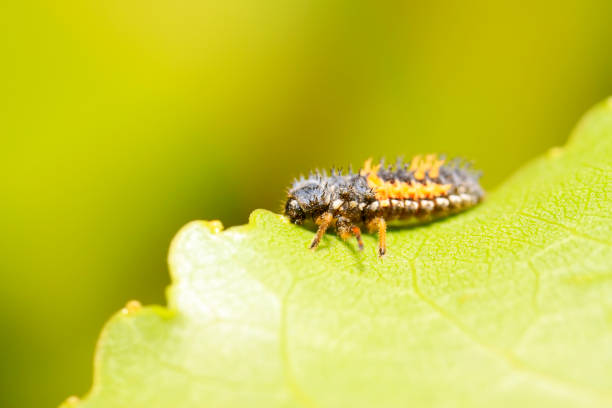 istock Harmonia axyridis on plant in the wild 894165208