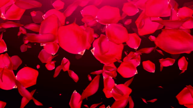 Falling Rose Petals on black background
