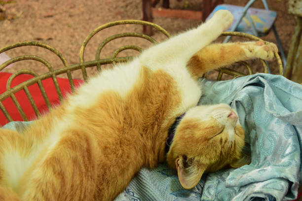 istock Yellow cat is sleeping happily in a basket. 894177954