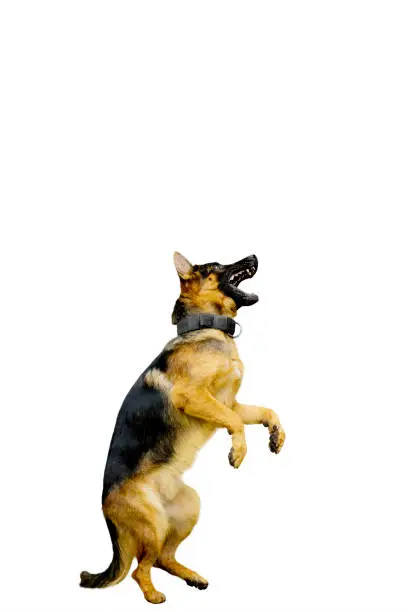 Portrait of German Shepherd dog looks happy while standing with hind legs, isolated on white background