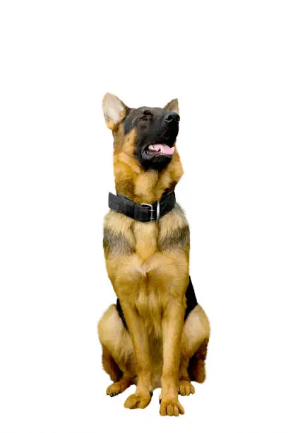 Portrait of German Shepherd dog panting and sitting in the studio, isolated on white background