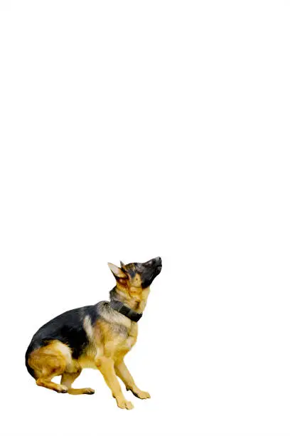 Portrait of German Shepherd dog ready to jumps in the studio, isolated on white background