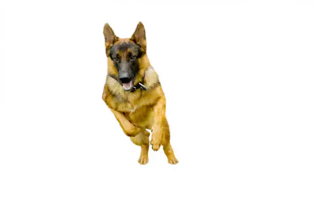 Picture of German Shepherd dog running in the studio, isolated on white background