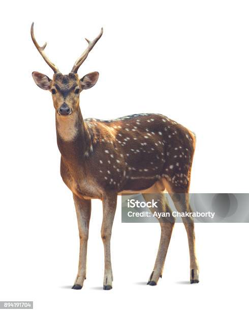 Deer Mit Weißem Hintergrund Stockfoto und mehr Bilder von Hirsch - Hirsch, Weißer Hintergrund, Freisteller – Neutraler Hintergrund