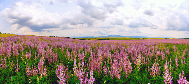Blooming field . Salvia pratensis. Panorama.
