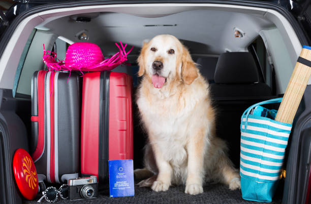 istock Golden Retriever Trip 894200462